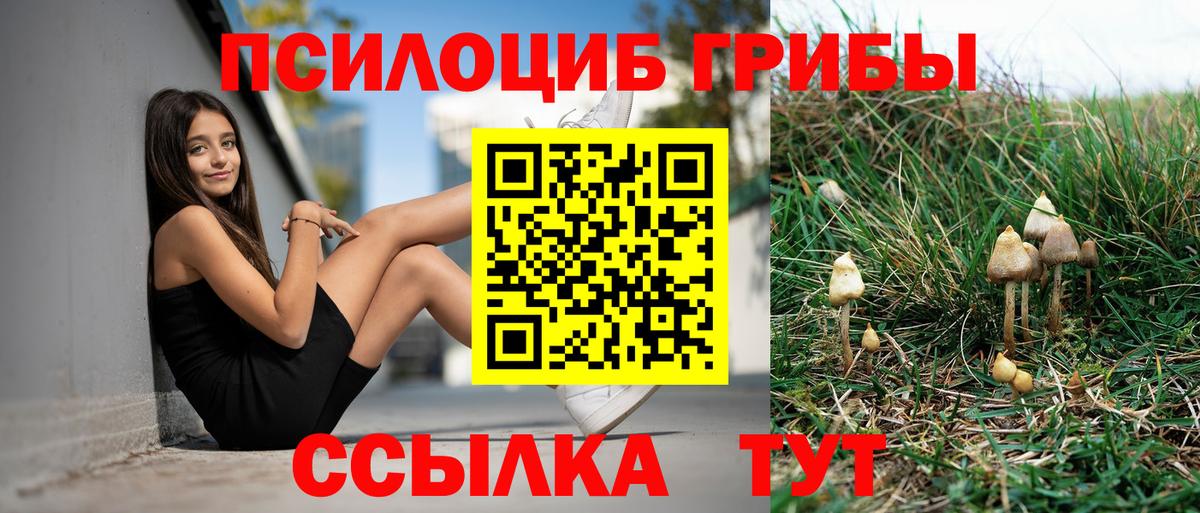Галлюциногенные грибы Psilocybe  Вход с VPN  Осинники 